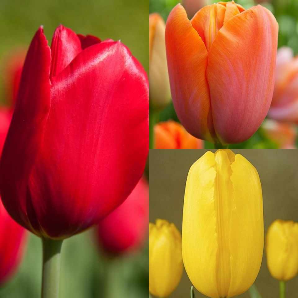 Tulip Single Late Collection (60 bulbs) Shipping Fall 2026 - Terra